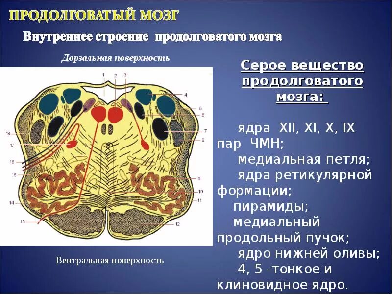 Продолговатый мозг строение отдела. Продолговатый мозг морфология. Внешние структуры продолговатого мозга:. Наружное строение продолговатого мозга анатомия. Ядра моста продолговатого мозга.