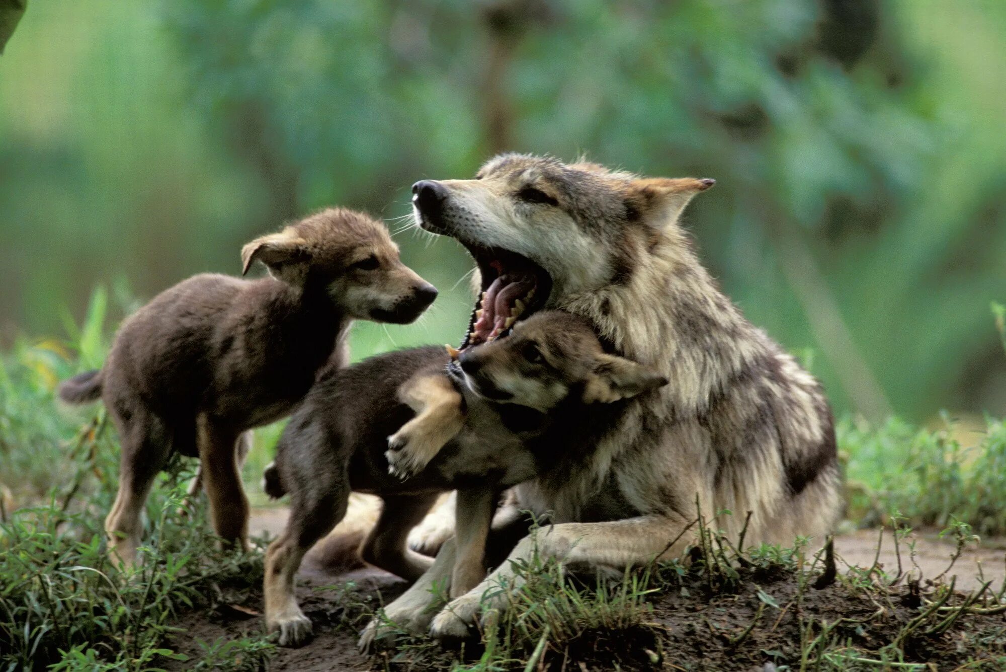 Волк с волчатами. Волк волчица и аоляата. Макензенский волк. Семья волков с волчатами. Волчица с волчатами.