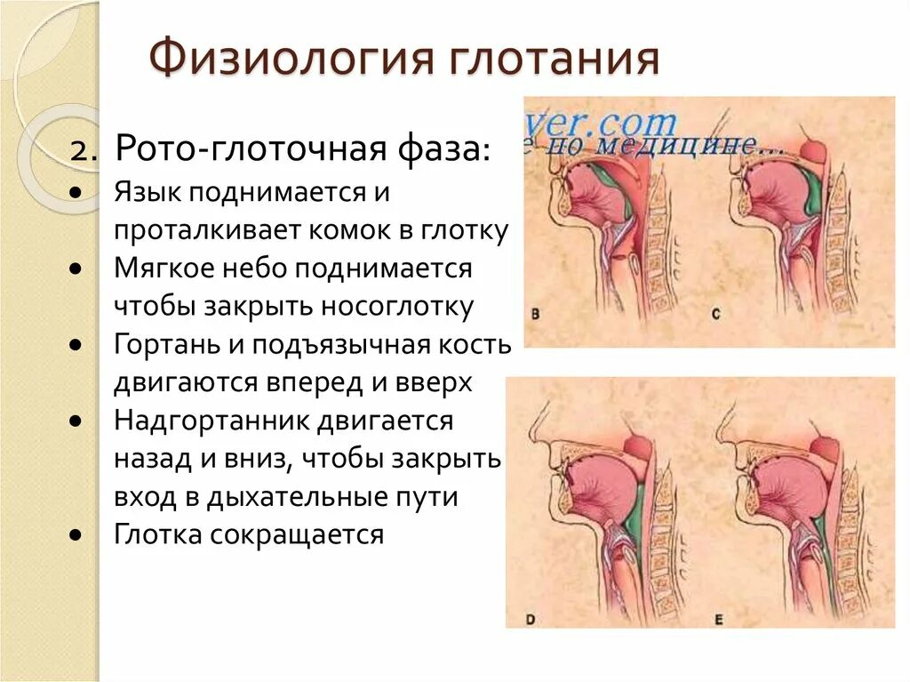 Глотание физиология. Фазы акта глотания физиология. Пищеводная фаза глотания. Акт глотания физиология.