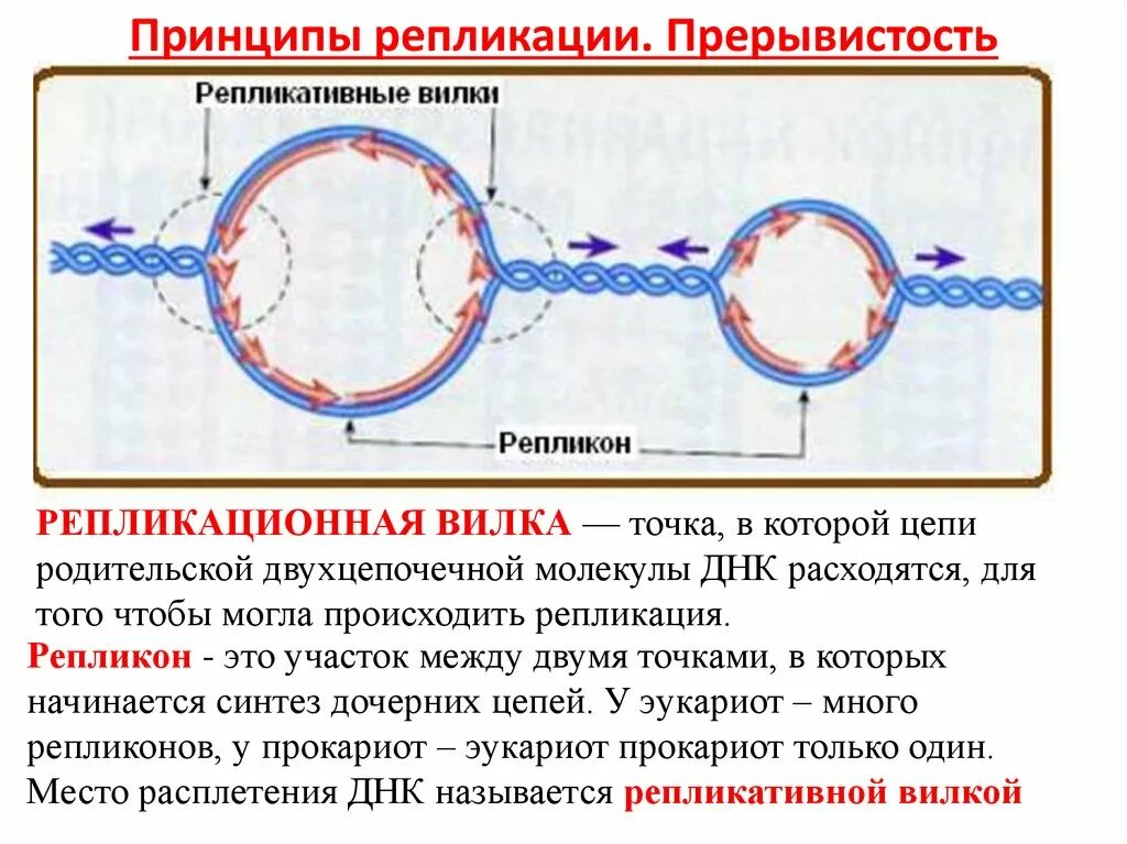 Репликация ДНК ЕГЭ биология ферменты. Репликация репликоны. Репликация ДНК репликон. Принципы репликации ДНК комплементарность. Репликация в биологии