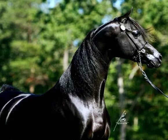 Pin by Xeno Phrenia on Oh I like that - 09 Horses, Equine photographer, Arabian 