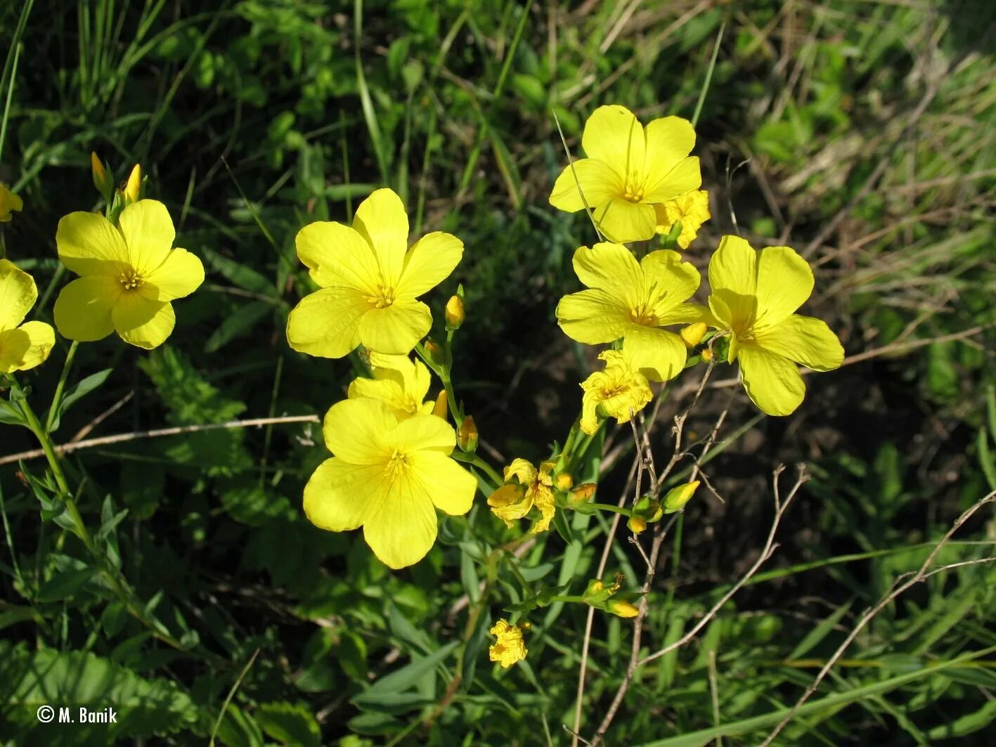 Цветы похожие на лен. Лён жёлтый Linum flavum. Лен желтый Linum flavum l.. Лен Уральский растение. Лен Уральский Linum uralense juz..