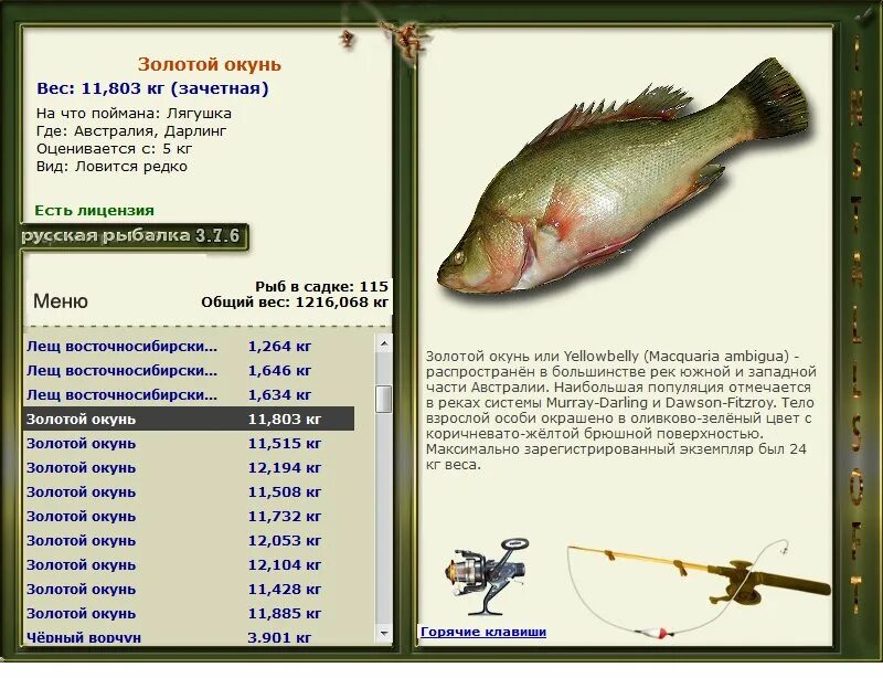окунь размеры. сколько вырастает окунь. карп размеры. сколько вырастает окунь. продолжительность жизни речных рыб.