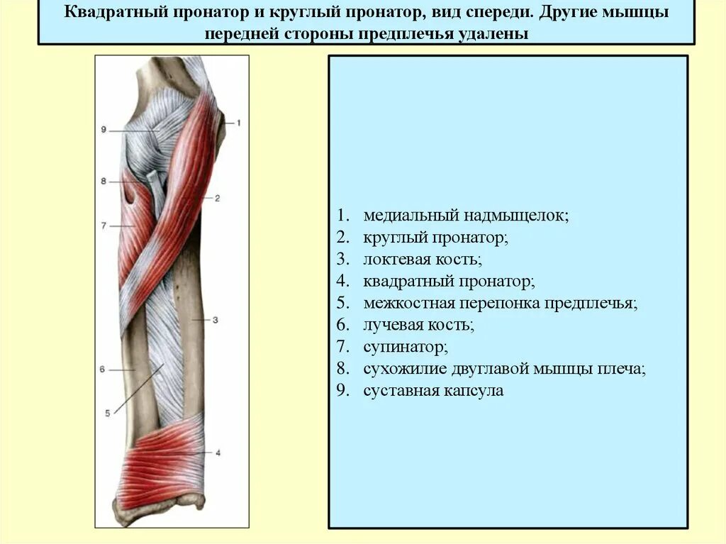 Пронатор и супинатор предплечья. Круглый пронатор мышца. Круглый пронатор мышца. Круглый пронатор мышца анатомия. Круглый пронатор предплечья функции.