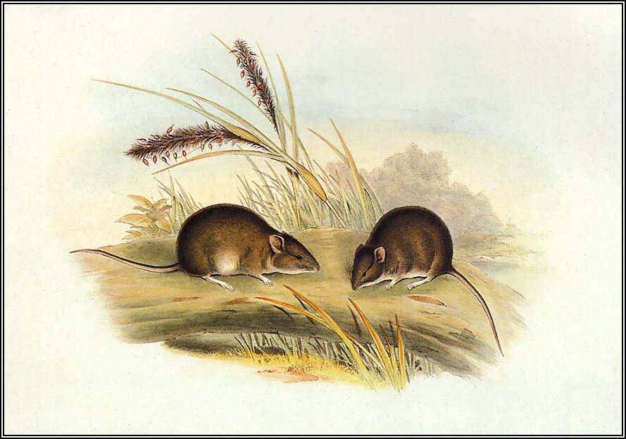 Johann mouse