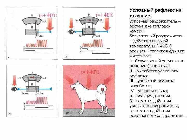 Дыхательные рефлексы человека. Условные дыхательные рефлексы. Дыхание это условный рефлекс. Схема выработки условного рефлекса. Камера условных рефлексов.