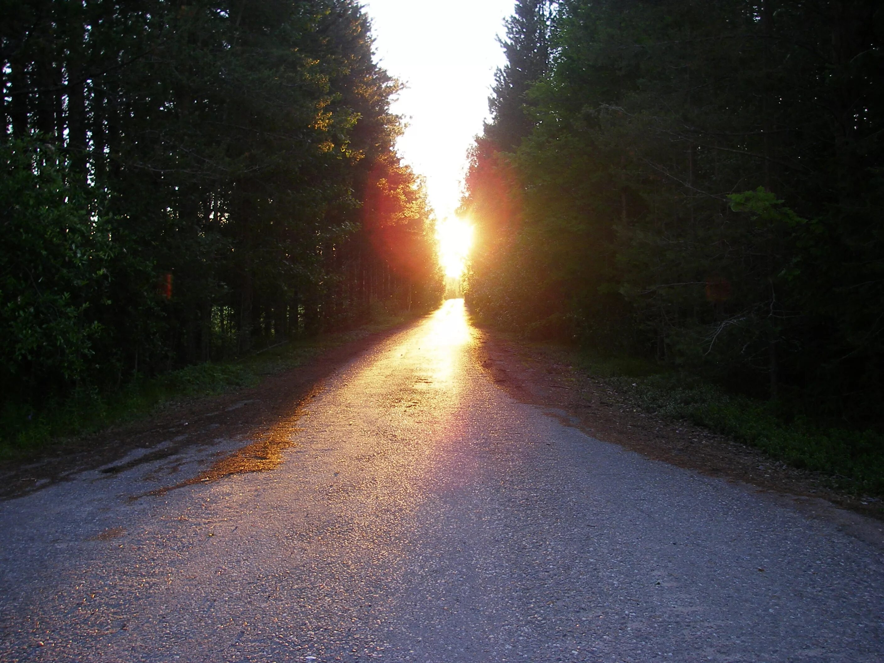 Дорога белела освещенная месяцем. Солнечная дорога. Дорога в лесу. Ночная дорога в лесу. Солнце на дороге.