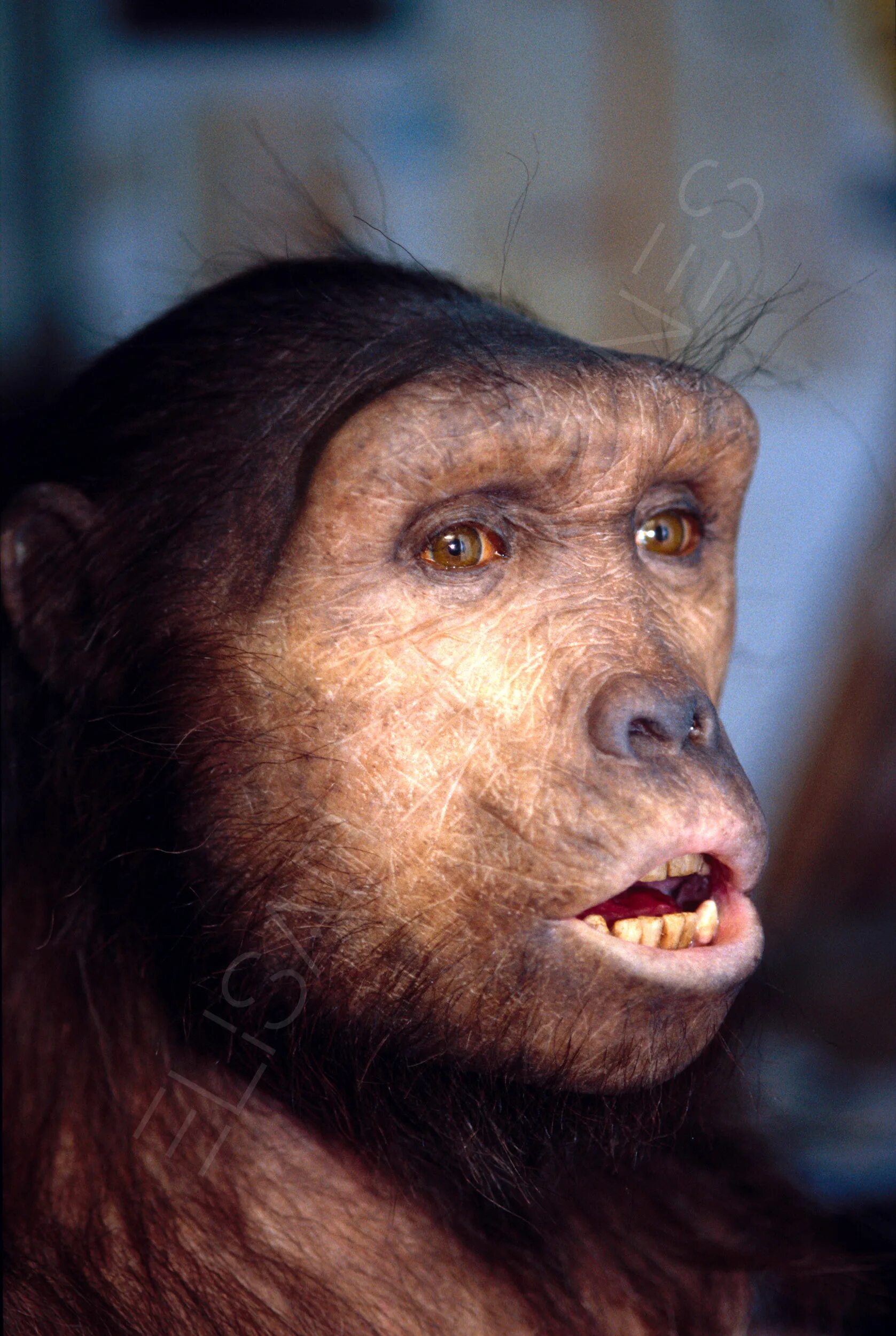 Дальней родственник человека. Сахелантроп. Sahelanthropus tchadensis. Австралопитек тумай. Сахелантроп предок человека.