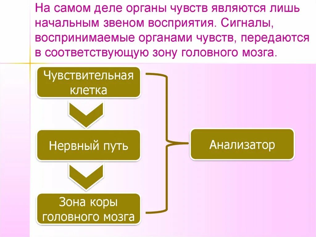 Воспринимающим элементом является. Звенья анализатора. Воспринимающие звенья анализаторов. Три звена анализатора. Основные звенья анализатора.