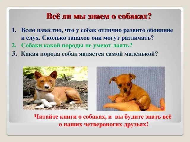 Собаки не имеющие запаха