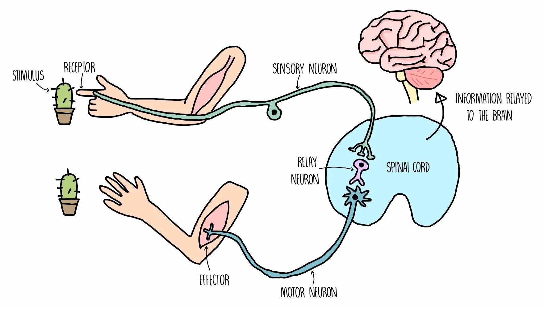 Рефлекс Маринеску-Радовичи. Щекотки нервная система. Дыхание это рефлекс или инстинкт. Рефлекс Якобсона.