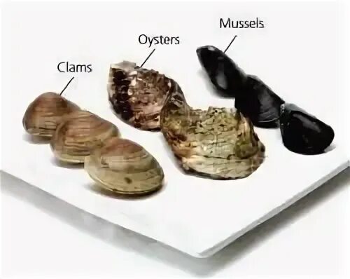 Clam cat. Mussels clams разница. mussels and oysters. шкала catclams. clam and shell difference.