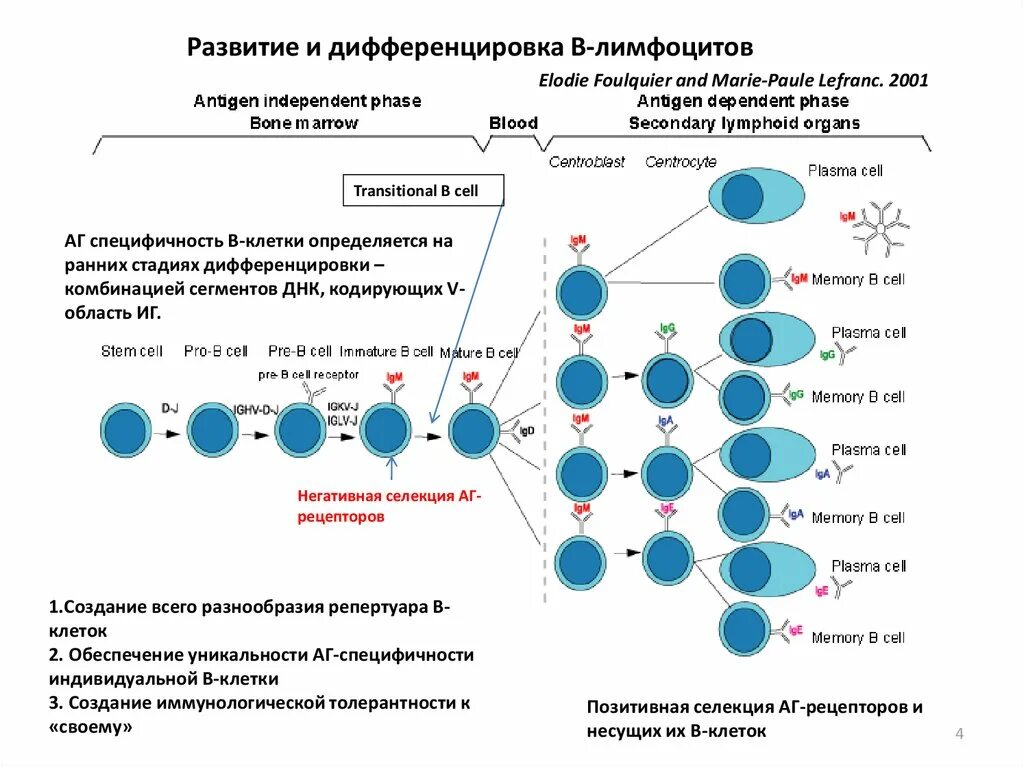 Т клетки образуются. Этапы дифференцировки т лимфоцитов схема. Дифференцировка т лимфоцитов иммунология схема. Общая схема онтогенеза лимфоцитов иммунология. Стадии антиген независимая дифференцировка т лимфоцитов.