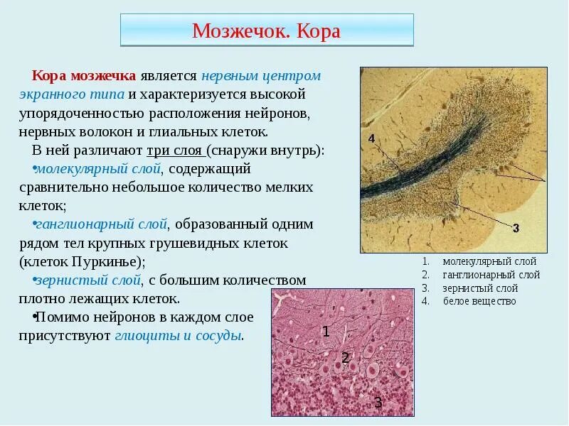 Мозжечок волокна. Мозжечок препарат гистология импрегнация серебром. Клетки мозжечка гистология.