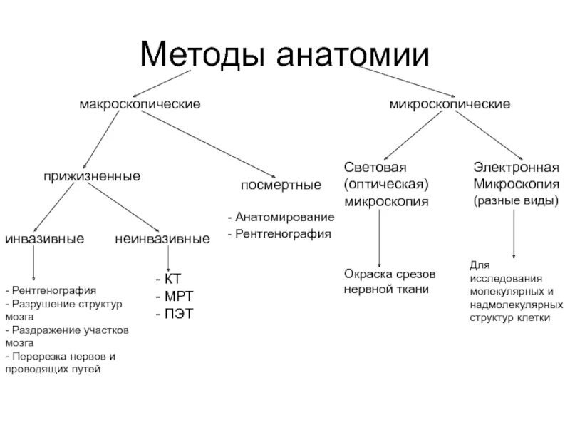 Виды физиологии в анатомии. Методы изучения анатомии. методы изучения анатомии и физиологии. методы исследования в анатомии. анатомия человека метод исследования.
