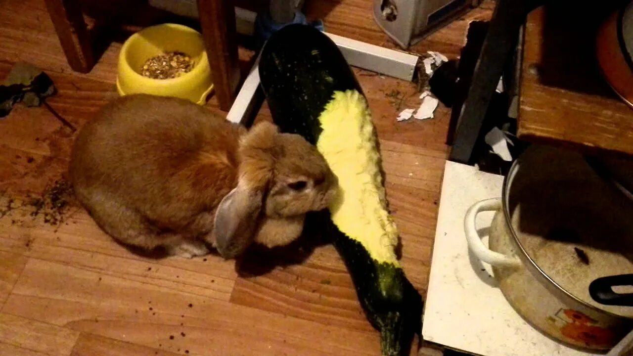 Овощи для кролика декоративного. Кролик с кабачком. Кролик ест баклажан. Кролики едят кабачки. Кроликам можно мандарин