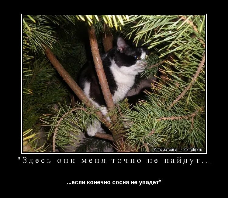 В каждой сосне не было. В каждой сосне не было