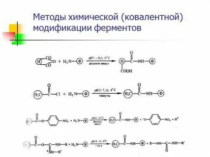 Ковалентная модификация фермента происходит при