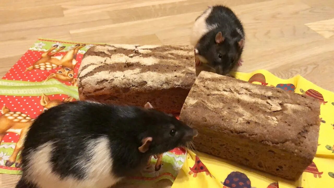 Таблица рациона питания крыс. Мышка в хлебе. Таблица рациона питания крыс. Можно крысам хлеб. Можно крысам хлеб.
