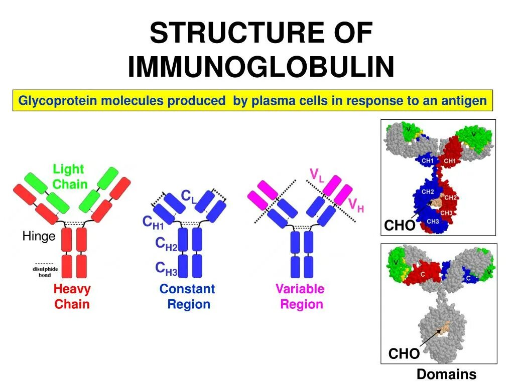 Иммуноглобулин g structure. Синтез иммуноглобулинов. Молекула иммуноглобулина. Иммуноглобулин гликопротеин.