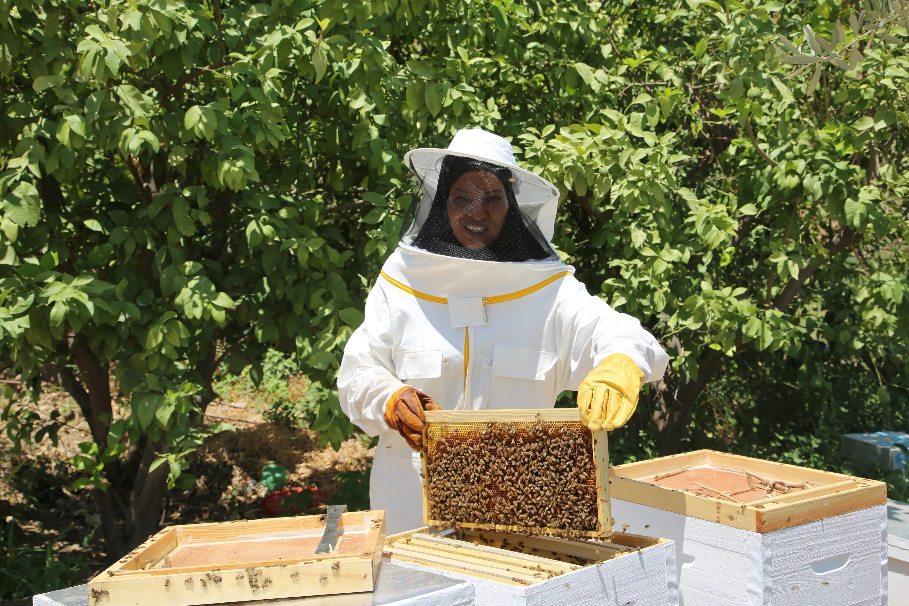 Plan bee. Пчелы пасека. Пчелы и мед. The Beekeeper 2024.