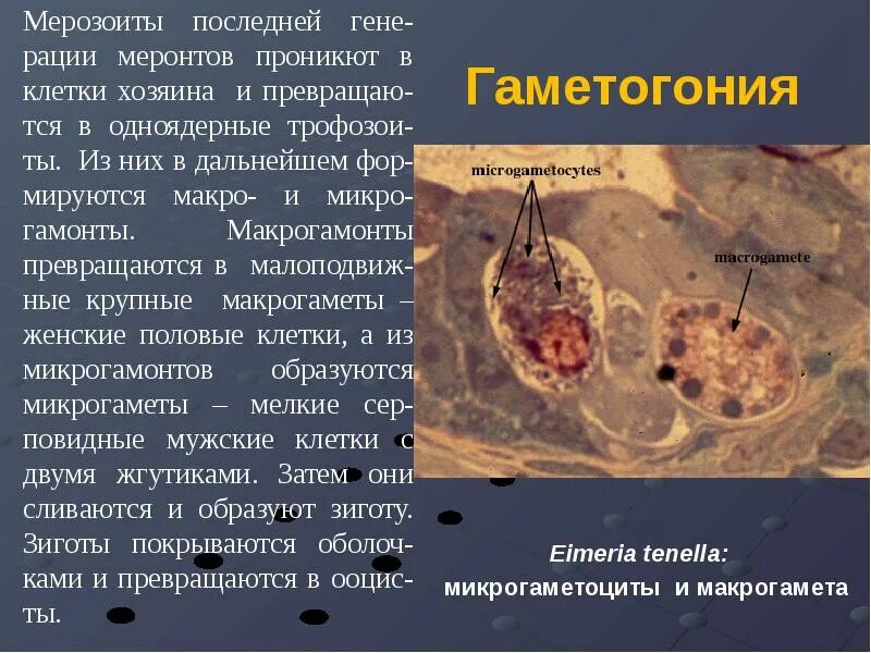 Микрогаметоцит это в паразитологии