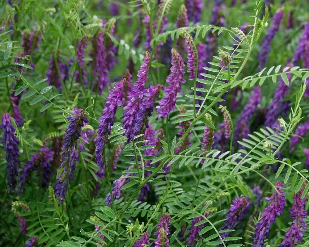 Plant wiki. Мышиный горошек Луговой. Горошек мышиный (Vicia cracca l.). Горошек мышиный (Vicia cracca). Растение Вика мышиный горошек.