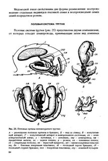 Виды половых органов человека