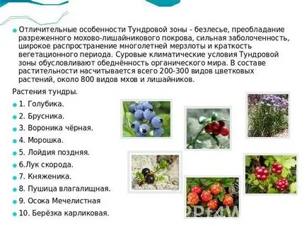 Тундра растительный мир таблица