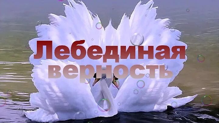 Лебединая песня мартынов слушать. Лебединая верность Мартынов. Открытки Лебединая верность. Лебеди любовь надпись. Лебединая верность картинки с надписями.