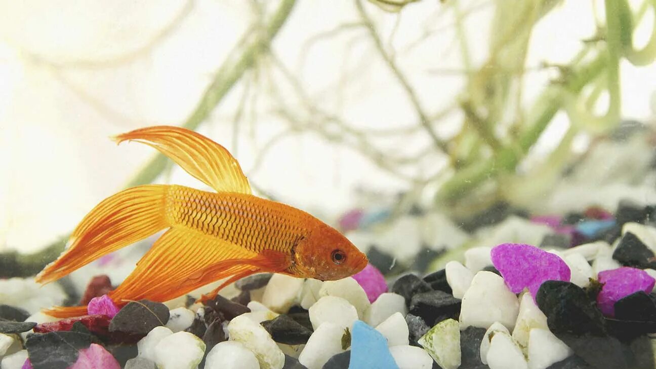 Pets fish. Аквариумные рыбки. Домашние рыбки. Рыбки фото. Домашние животные рыбки аквариумные.