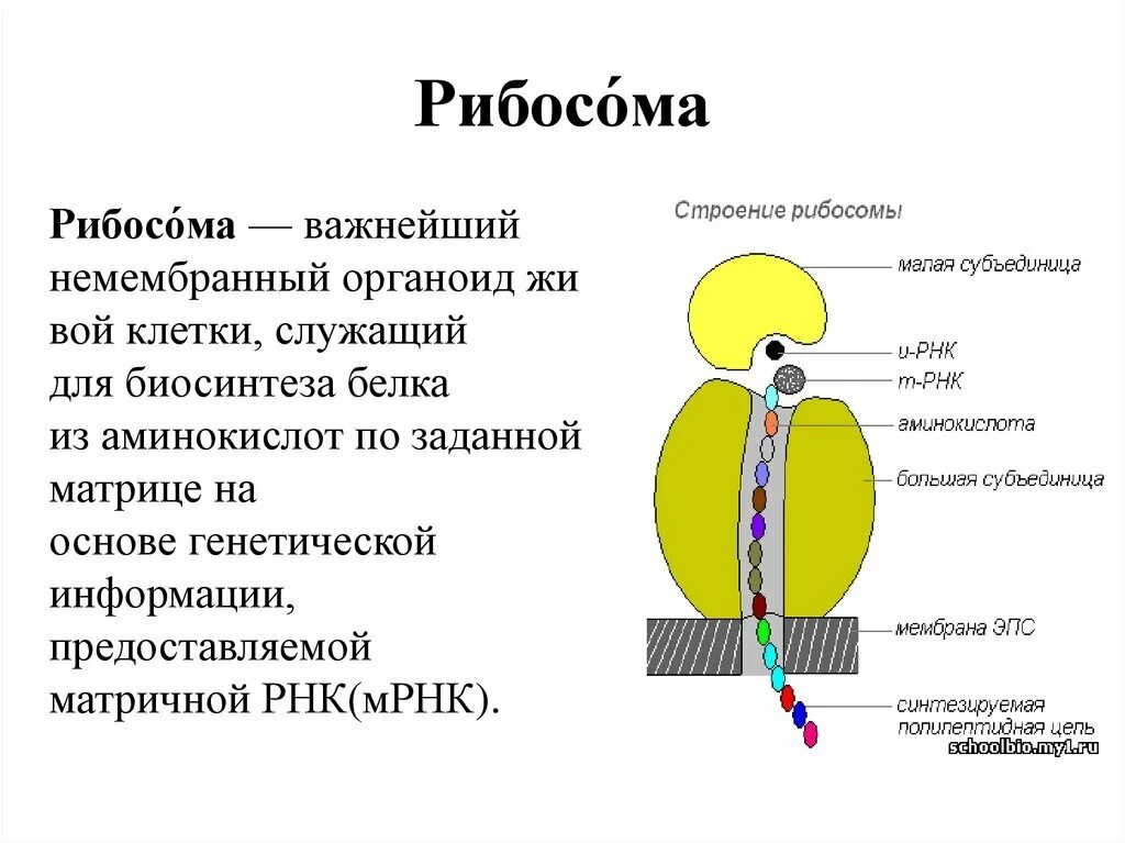 С какой структурой отвечающей за деление содержимого. Структура клетки рибосома. Строение рибосомы клетки рисунок. Структура рибосомы схема. Строение рибосомы клетки.