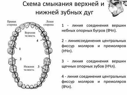 Зубные дуги верхней и нижней челюстей