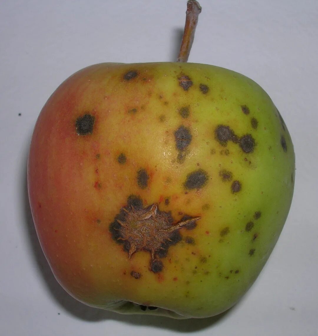 Пятна на яблоках фото Bitter pit control in apples