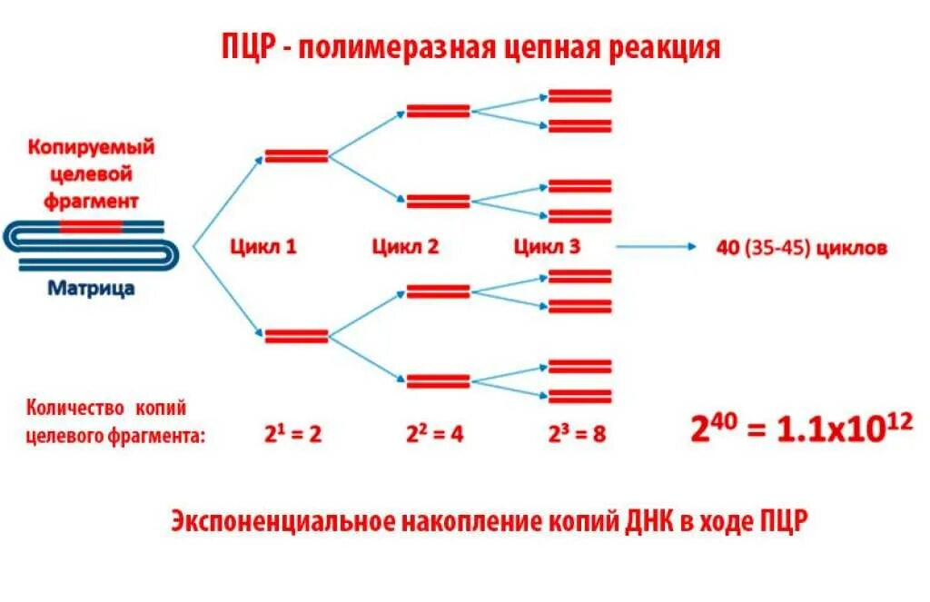 Полимеразная цепная реакция результат. . Полимеразная цепная реакция (ПЦР). Этапы. Схема полимеразной цепной реакции микробиология. Схема выполнения полимеразной цепной реакции. Этапы полимеразной цепной реакции ПЦР.