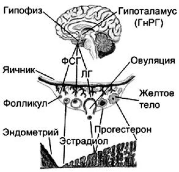 Гормональная регуляция менструального цикла схема. Эндокринной регуляции менструального цикла схемой.. Схема нейрогуморальной регуляции менструального цикла. Регуляция овариального цикла. Взаимосвязь яичника