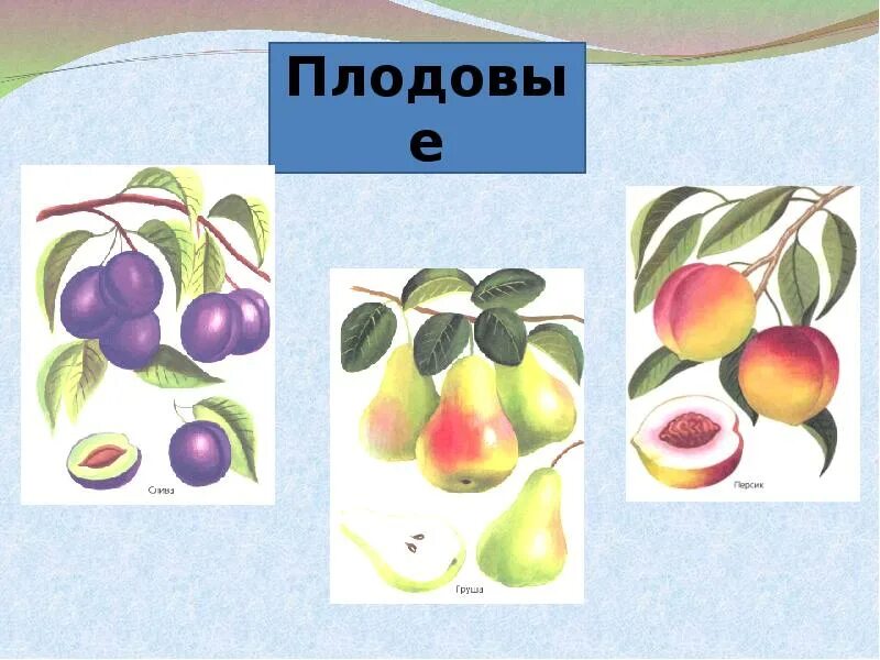 2 плодовых растений. Плодовые культуры 2 класс окружающий мир. Плодовые растения 2 класс. Плодовые растения 2 класс окружающий мир. Плодовые 2 класс окружающий.