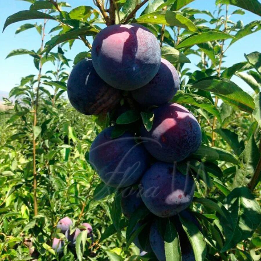 Алыча блэк амбер. Слива блэк стар. Алыча блэк амбер. Слива блэк плум. Слива сорт блэк амбер.