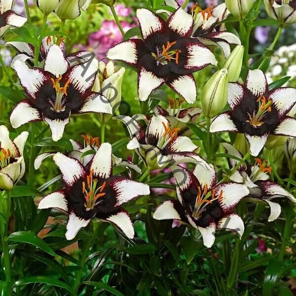 Buy Black Out Asiatic Lily - 2 Bulbs 14/16cm - Deep Red in Cheap Price on Alibab