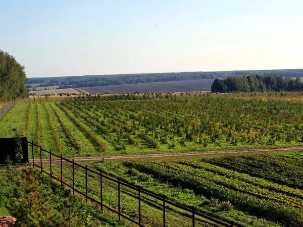 Питомник долина роз заокский. Заокские питомники. АГРОФЕРМА тзаокский районульская область. Питомник Заокский в Тульской области. Питомник растений в Заокском районе.