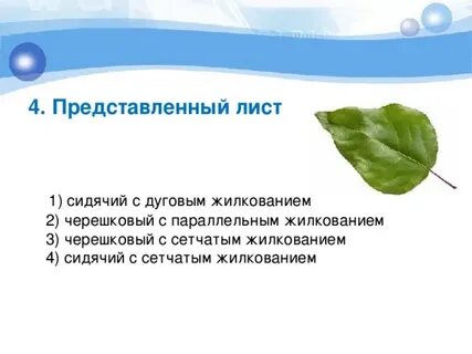 Денежное дерево черешковый лист или сидячий