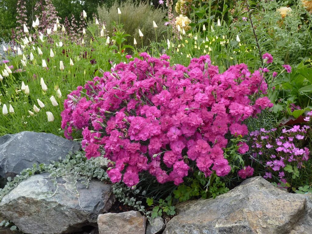 Посадка гвоздики перистой. Гвоздика Альпийская Dianthus Alpinus. Гвоздика перистая многолетняя. Гвоздика перистая почвопокровная. Гвоздика травянка Альпийская.