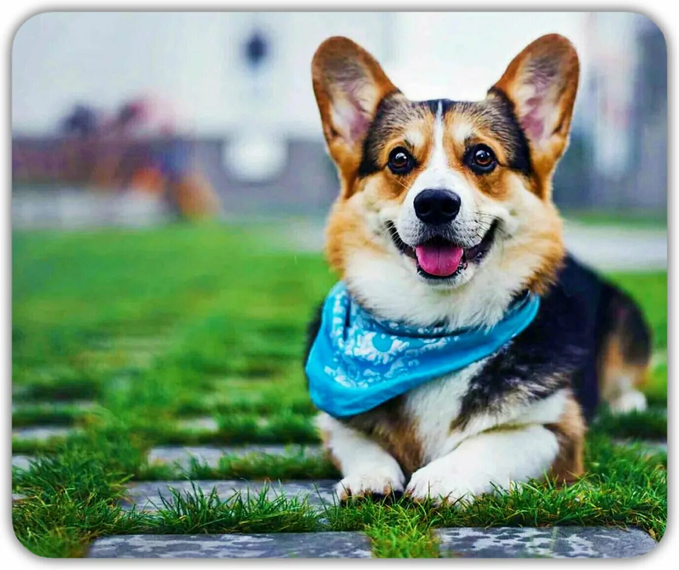 корги холли. немецкая овчарка вельш корги пемброк "верт хоф". клички для вельш корги пемброк мальчик. корги пемброк клички. имена для собак девочек корги пемброк.