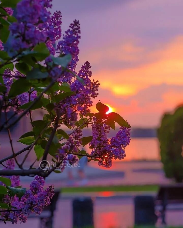 Download wallpaper 2048x1152 flowers, flowering, plant ultrawide monitor hd back
