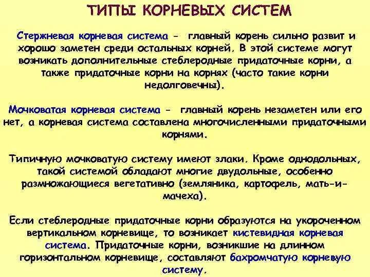 Непрерывно корень. Актуальность изучения корневых систем. Строение . Функции . Типы корневых систем. Если хорошо заметен главный корень.