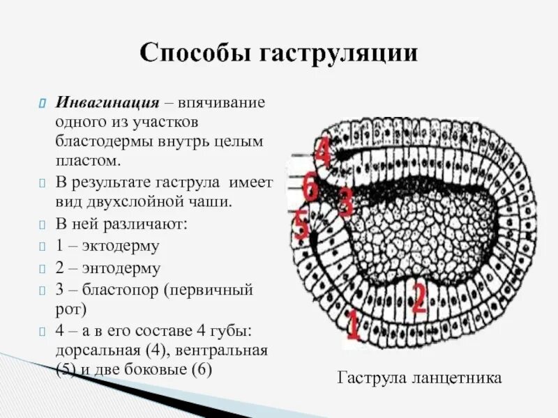 Энтодерма гаструлы гидры. Вентральная губа гаструлы. впячивание гаструлы. дорсальная губа бластопора гаструлы. инвагинация гаструлы.