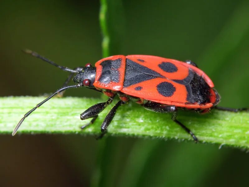 Жуки пожарники солдатики. Клоп-солдатик – Pyrrhocoris apterus. Жук красноклоп солдатик. Жук клоп солдатик красный. Красноклоп бескрылый ( клоп-солдатик) (Pyrrhocoris apterus).