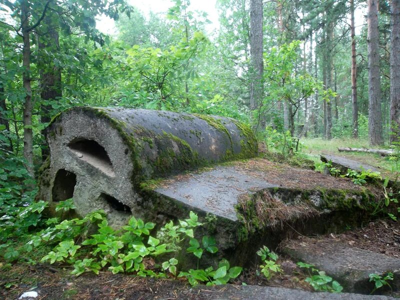 Корчаны (Ленинградская область). Чаща посёлок Ленинградская область. Интересные места Ленинградской области на машине. Курганы Ленинградской области. Чаща ло