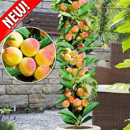 персик тотем. нектарин колоновидный рубис. персик тотем. деревья кремлевского персика. персик золотой триумф.