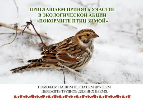 Акция покормите